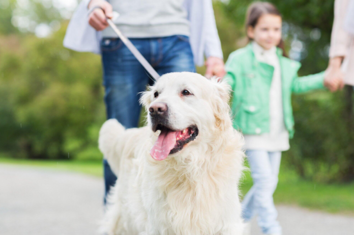 How to Choose the Right Pet Wellness Center for Your Beloved Companion